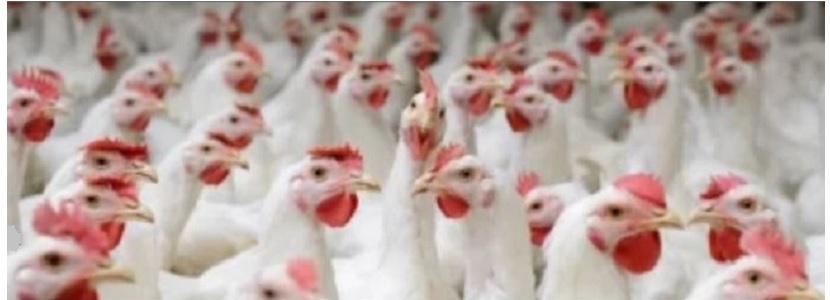 Brasil Volumen De Exportaci N De Carne De Pollo Crece En