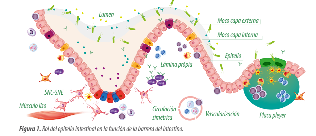 Salud Intestinal Vemos La Causa O La Consecuencia Del Problema