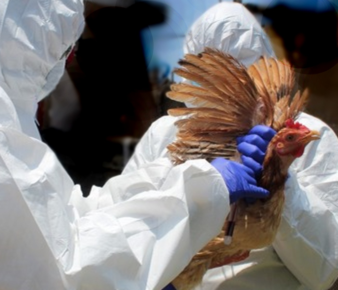 Perú vacuna a aves domésticas y extiende emergencia sanitaria por