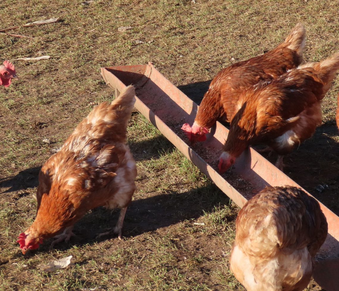 Nutrici N De Gallinas Ponedoras Qu Debemos Saber