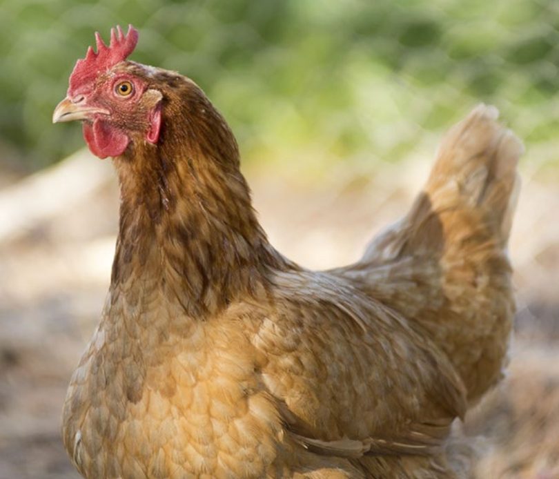 Nutrición de gallinas ponedoras qué debemos saber