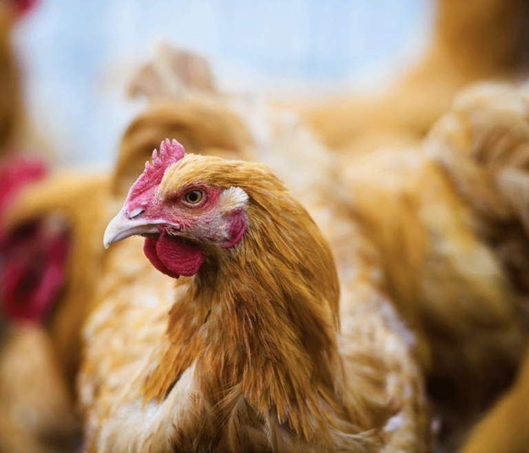 Puntos Cr Ticos En La Nutrici N De Gallinas Ponedoras Avinews La