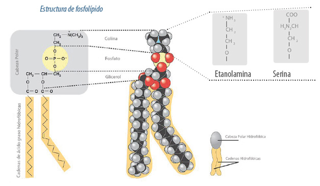 estructura-lisofosfolipido