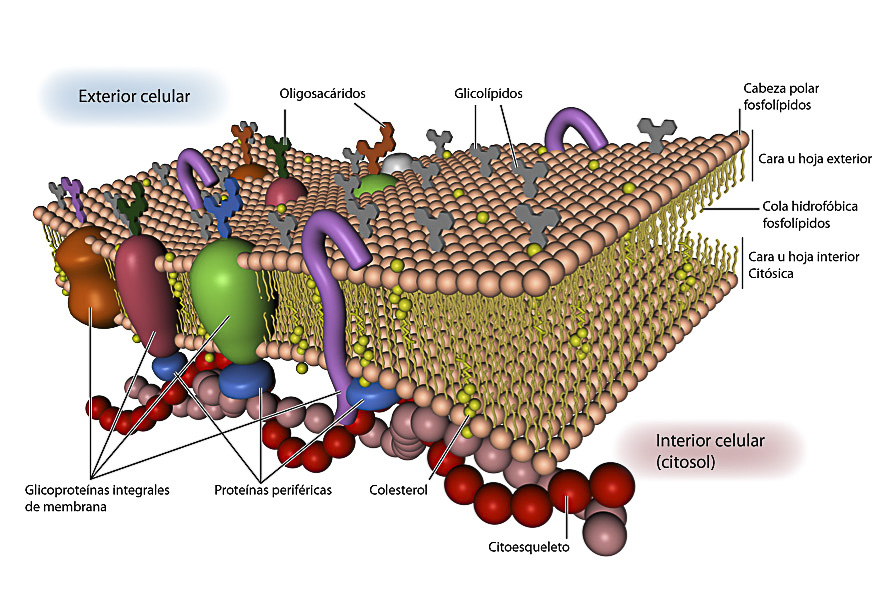 membrana-plamatica