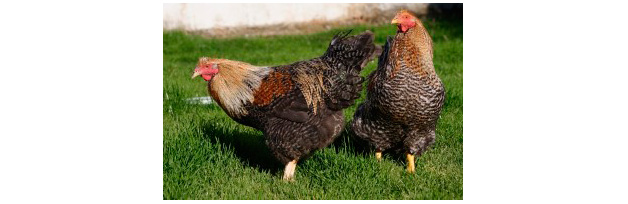 El sector avícola, intranquilo por el Nuevo Proyecto de Normativa...