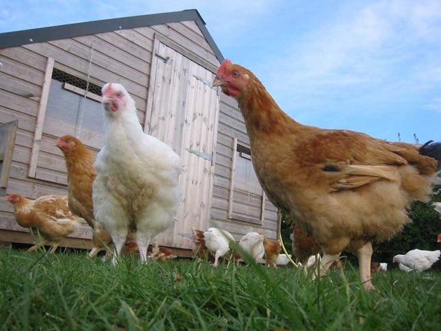 เพชรบุรีปั้นโมเดล “ไก่ไข่อารมณ์ดี” Free Range ส่งไข่พรีเมียมป้อนโรงแรม 5 ดาว