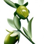 jojoba_rev