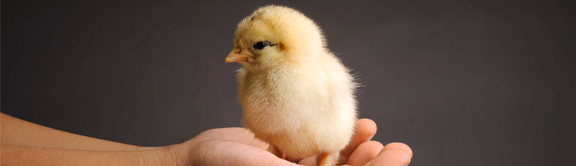 How to improve the quality of the chick?