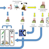 insectcentre_flow