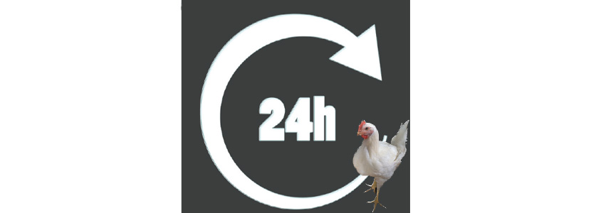 Las últimas 24 horas del pollo de engorde