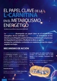 Imagen Revista El papel clave de la L-carnitina en el metabolismo energético