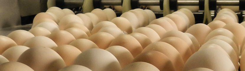 Importancia del transporte de los huevos incubables
