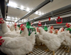 Mejora de la eficiencia en la producción integrada: Huevos incubables -  Pollos de engorde - aviNews, la revista global de avicultura