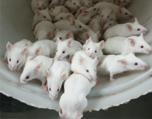 ratones-medio