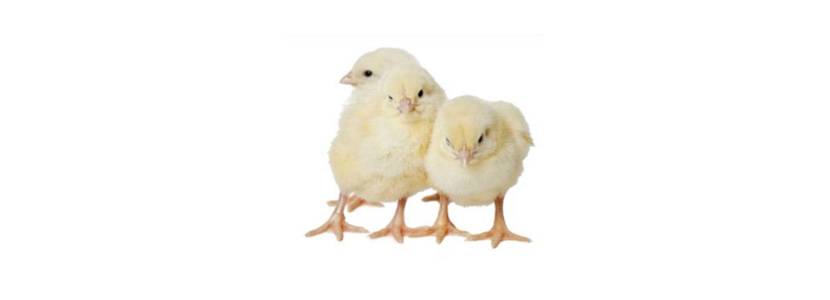 Fitasas y Mioinositol, mejorando la eficiencia en la producción avícola