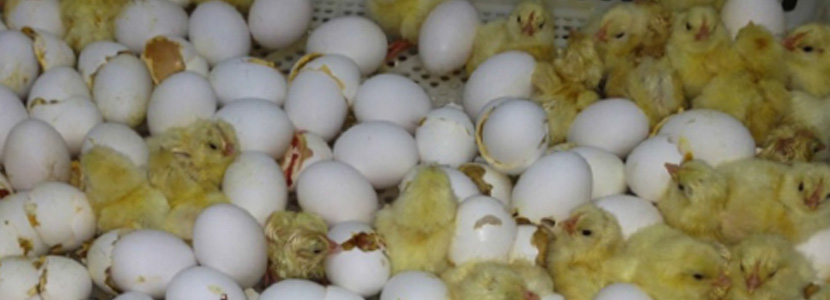 Influencia del período de incubación en el calidad de la pollita de un día