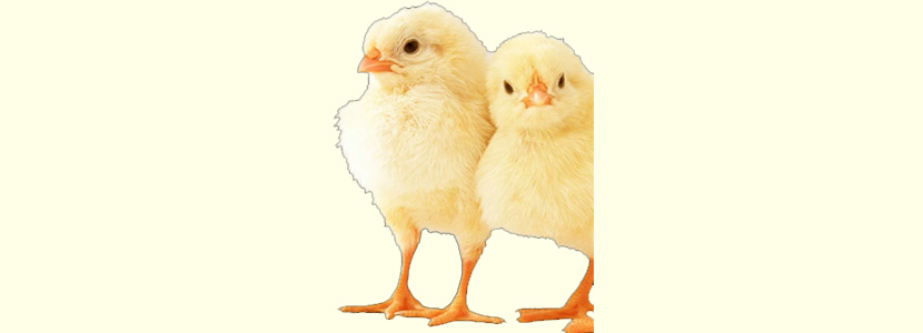 Nutrición del pollo durante la primera y última semana de vida - aviNews,  la revista global de avicultura