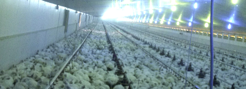 Nueva granja de pollos con control integral ambiental de COPILOT System