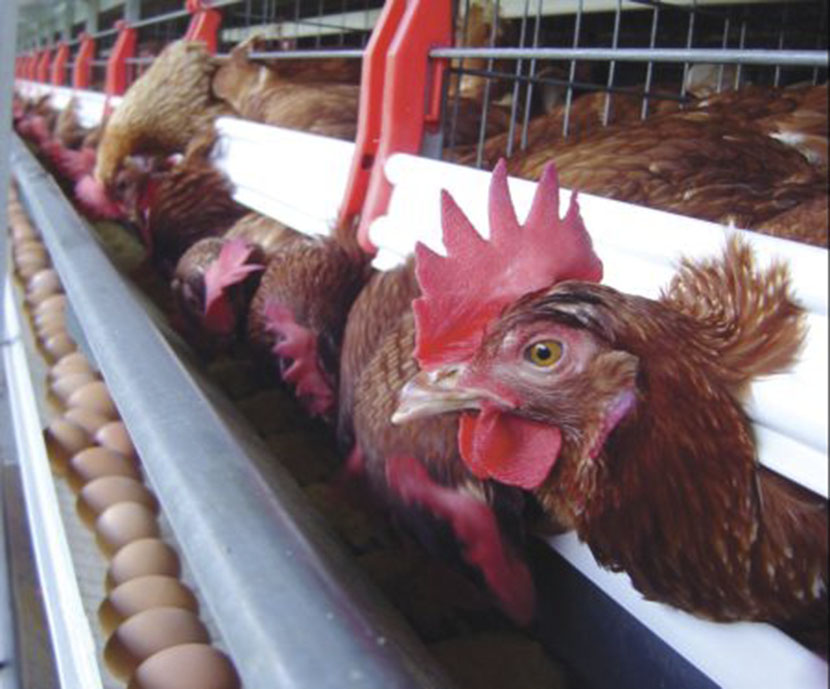 Sector avícola hondureño crece: Pero prevén disminución a fin de año