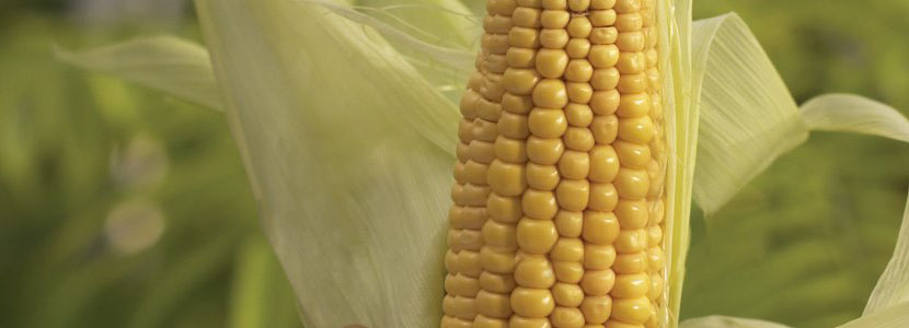 Brasil: Las exportaciones de maíz dejan al sector avícola en...