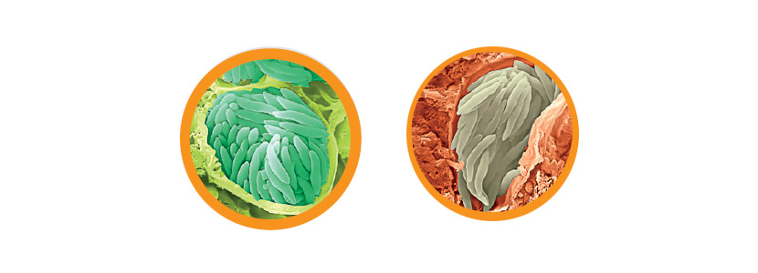 Herramientas para el control de la coccidiosis aviar