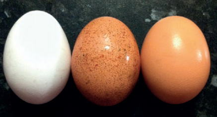 color cáscara huevo