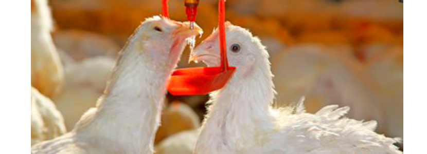 Frente al estrés calórico en avicultura: medidas y tratamiento, por Laboratorios Calier