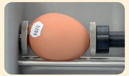 calidad de la cáscara del huevo 