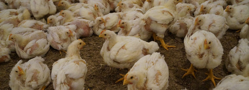 La ventilación de mínimos en avicultura
