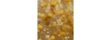 Imagen Revista Identificación de lesiones asociadas con Micotoxinas en mataderos