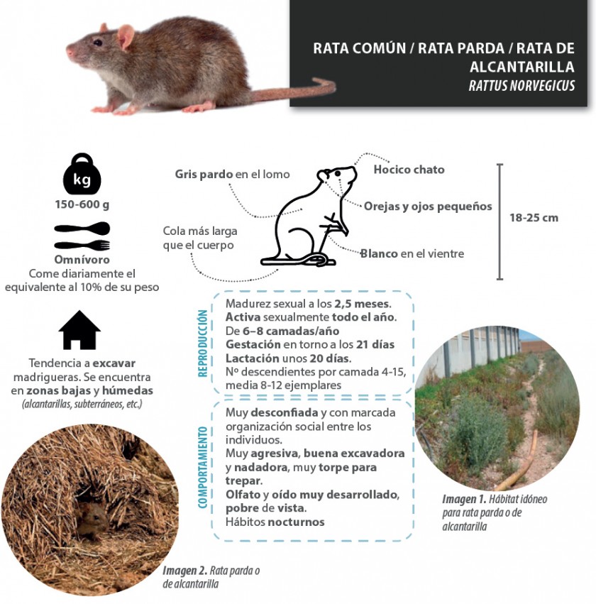 Cómo hacer un buen control de roedores en gallineros y granjas avícolas? -  Blog