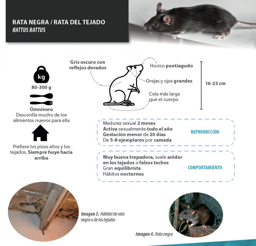 Cómo evitar una plaga de roedores en casa? - Burgos Salaverry