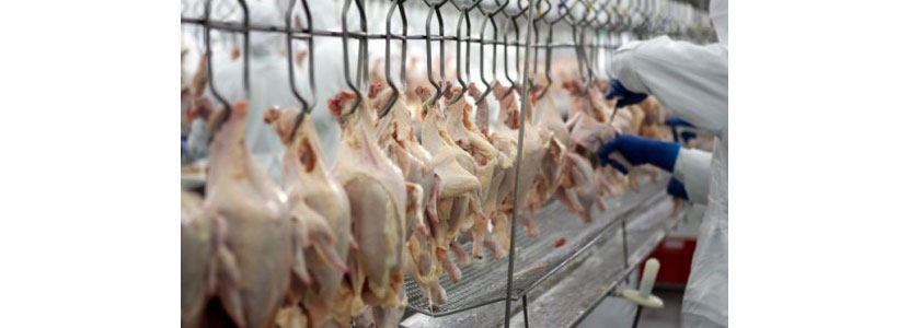 Las exportaciones de carne de pollo de Brasil crecen un...