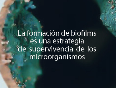 biofilm2