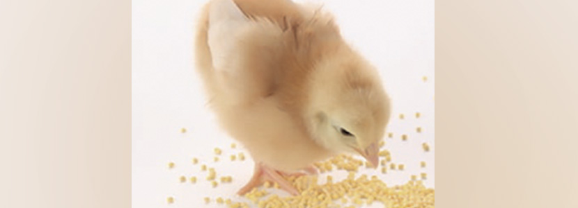 Pollos de engorde, alimentación en sistemas ABF -sistemas de producción libres de antibióticos