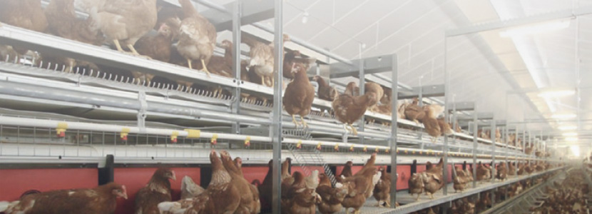 Aspectos del manejo de gallinas de recría en aviario
