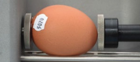 calidad-huevo