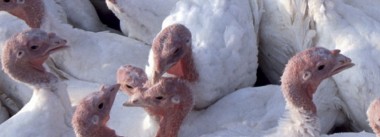 Imagen Revista ¿Por qué no está funcionando mi programa de bioseguridad en mi granja de pavos?