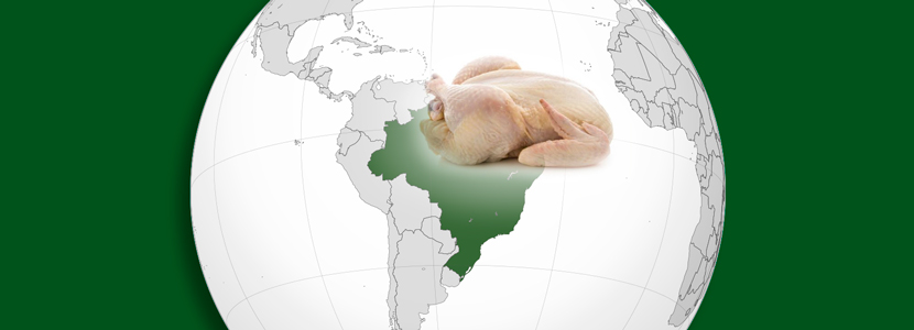 Brasil: las exportaciones de carne de pollo crecen un 14%...