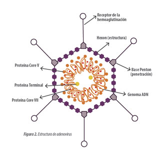 adenovirua-estructura