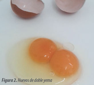 calidad-huevo-doble-yema