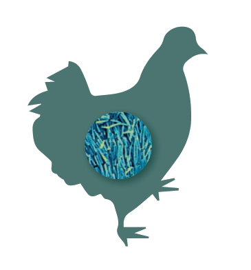 probioticos-avicultura