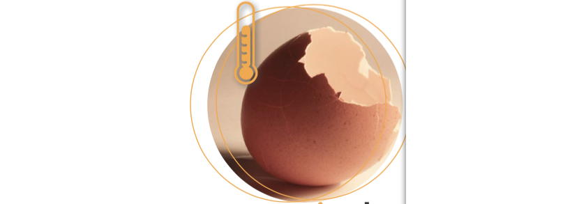 Control de la temperatura de la cáscara del huevo incubable