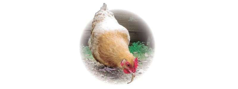 Picaje en la industria avícola