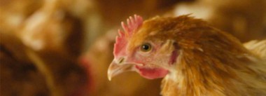caso de influeza aviar en guadalajara
