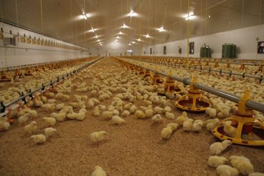 Proyecto completo para engorde de pollos y pavos de Symaga