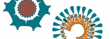 Imagen Revista Interacciones. Virus anemia infecciosa & Bronquitis infecciosa aviar