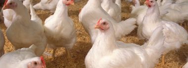 Imagen Revista Relación entre el bebedero, la cama húmeda y  la pododermatitis en pollos