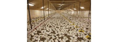 Imagen Revista Ganadores y perdedores en el comercio internacional de aves y productos avícolas