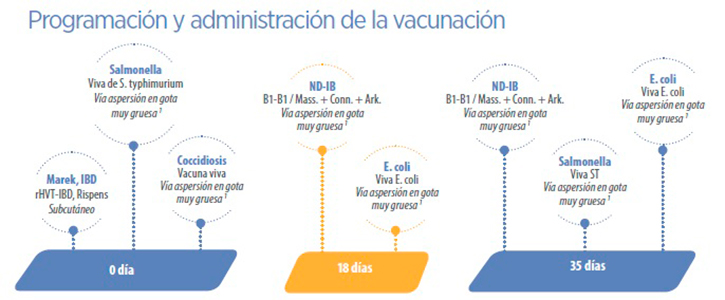 programa-de-vacunacion1
